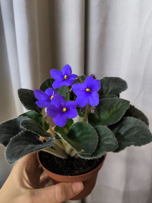 Фіалка синя, починає квітувати