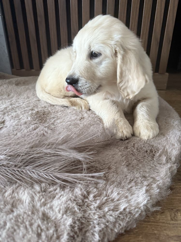 Piesek Golden Retriever