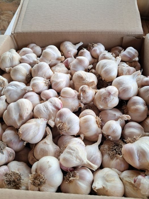 Czosnek Jarus POLSKI 3kg