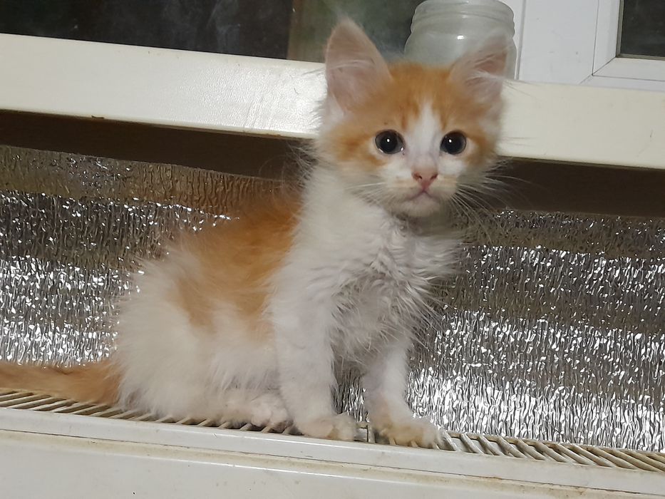 Кошенята (дівчата)