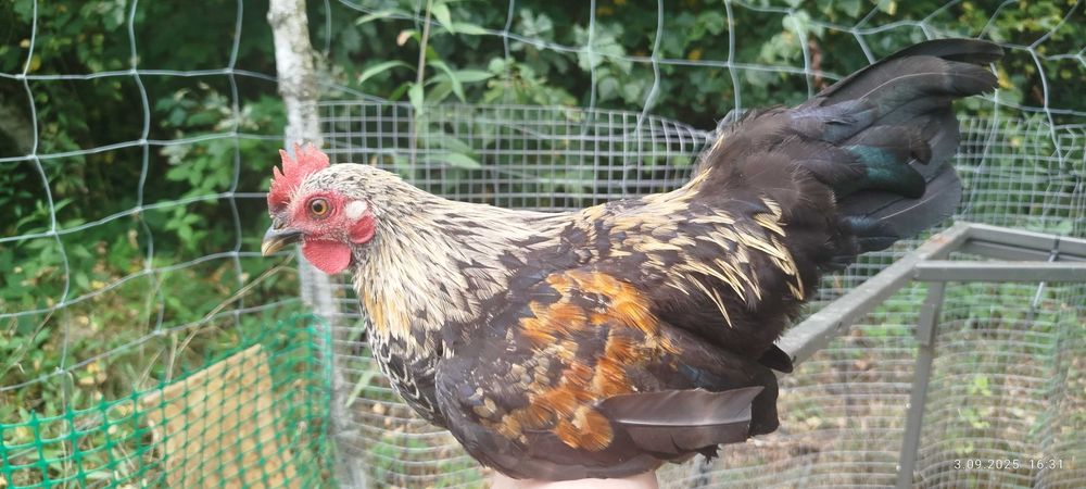 Sprzedam liliputy z marca i pary