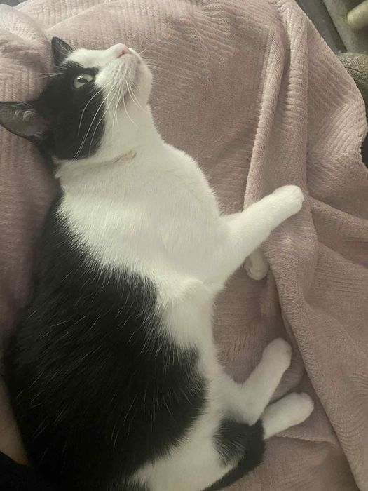 Oreo - słodka kotka do adopcji