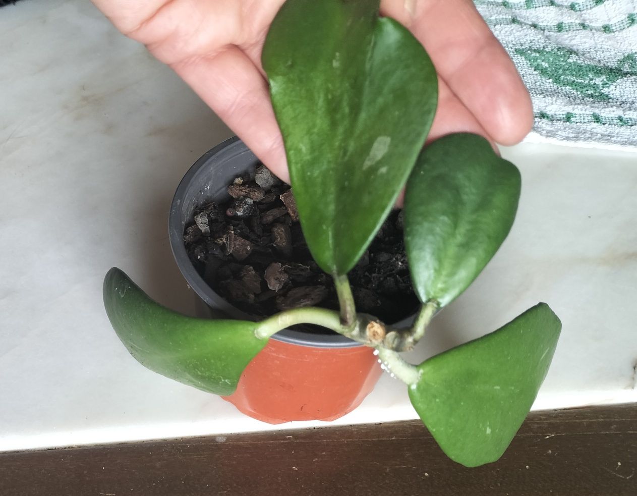 Hoya Kerrii enraizadas