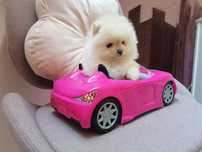Szpic miniaturowy Pomeranian suczka mini kremowa