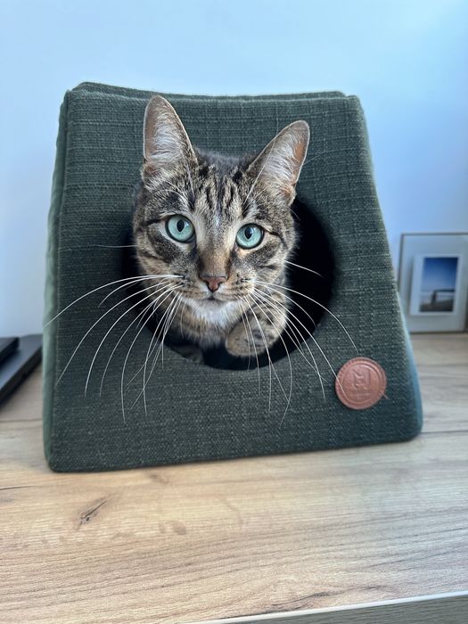 Дім мʼяке місце лежанка для котика або песика