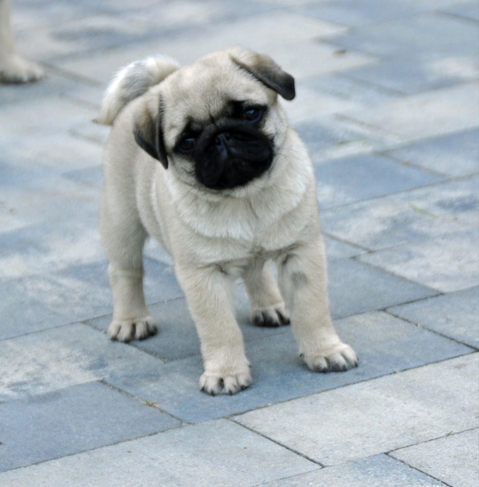Mops dziewczynka  gotowa do odbioru  FCI ZKwP