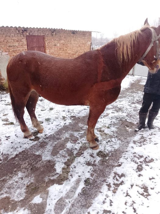 Продам коня спокійного.