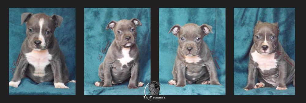 American Staffordshire Terrier Blue Amstaff Suczka
