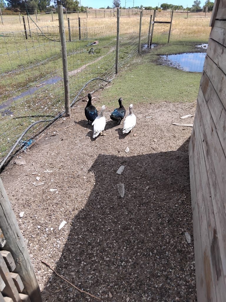 Patos / patas mudos