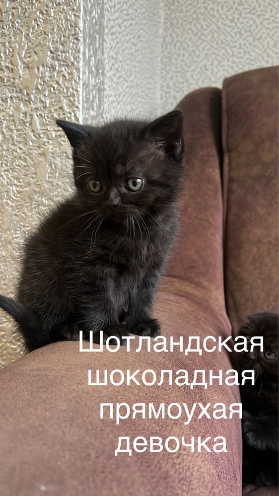 Шотландские котята