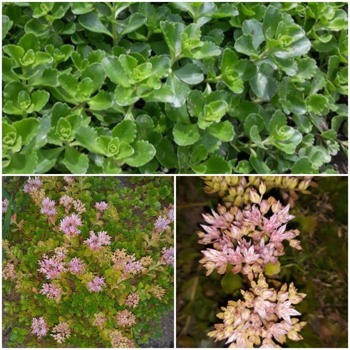 Rojnik bylina  wieloletna 4 sztuki