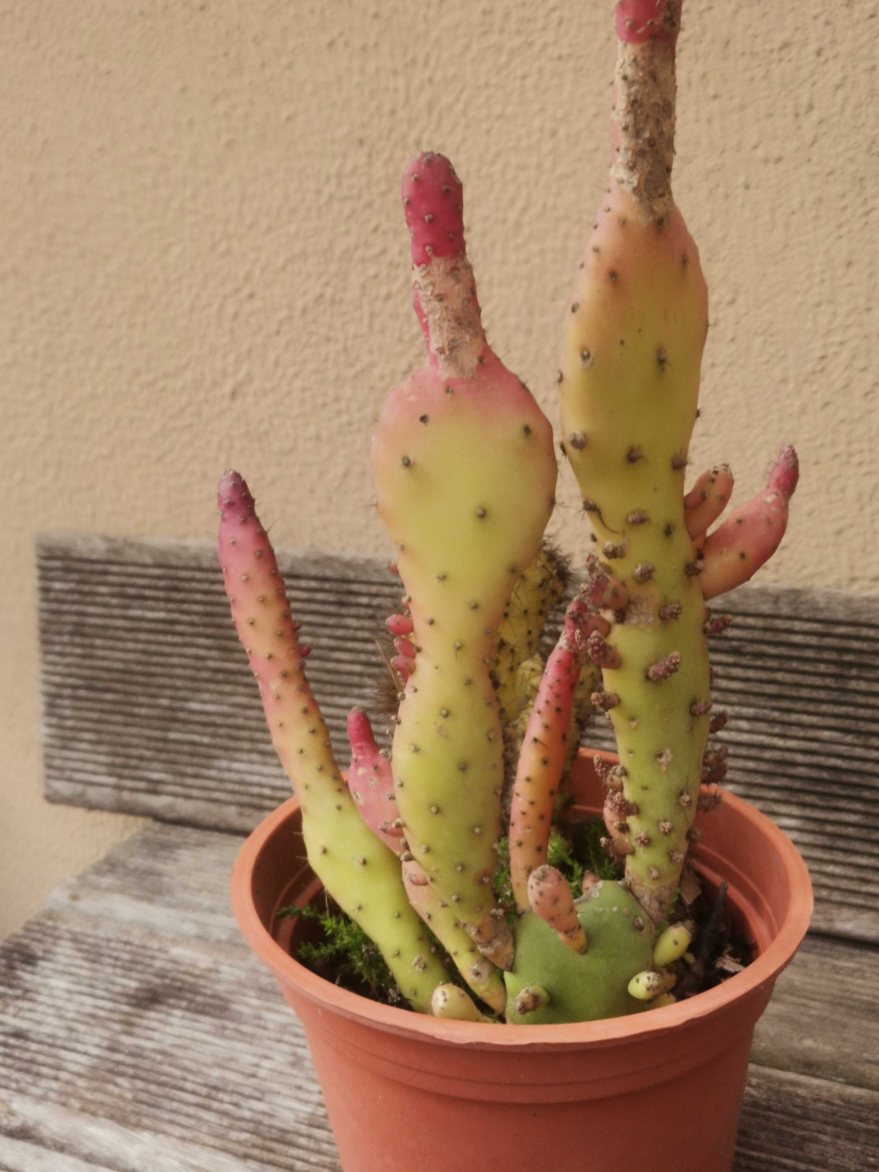 Vaso com 2 cactos