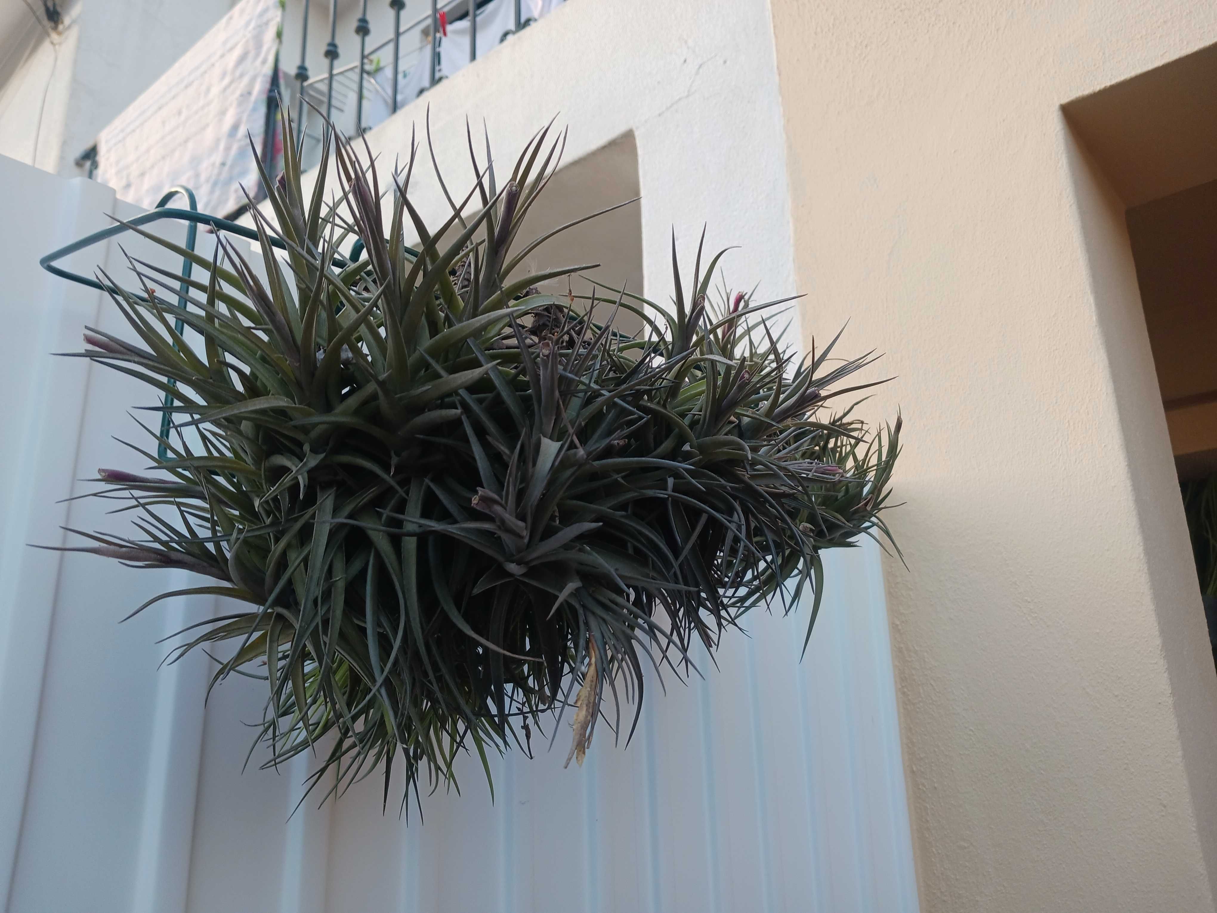 Plantas aéreas, nao precisam de cuidado, de água nem vaso!