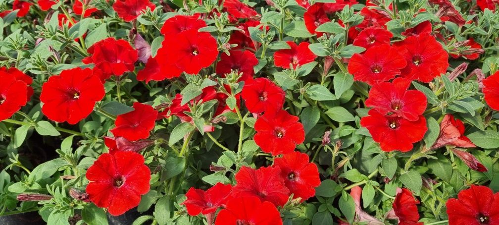 Kwiaty Supertuniia Vista, Pelargonia, Petunia, Begonia
