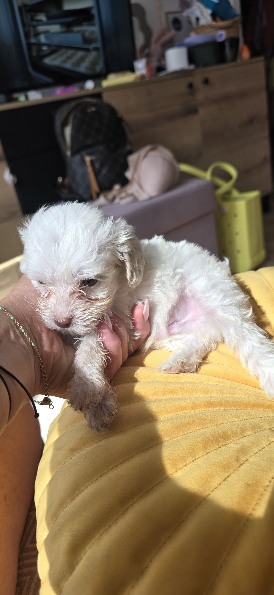 Malutki Maltipoo