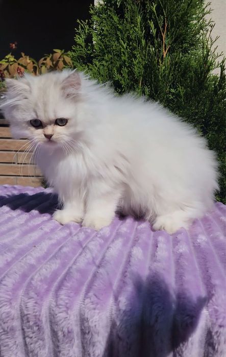 Британське кошеня хлопчик