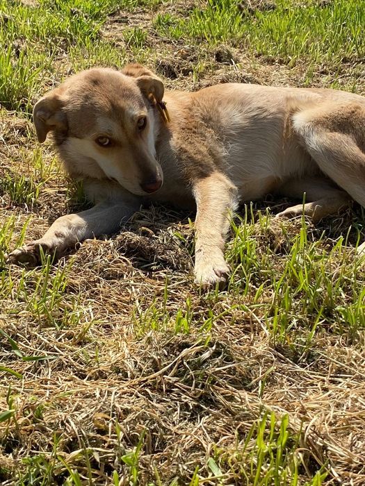 Отдам даром в добрые руки собачек метисы лабрадора