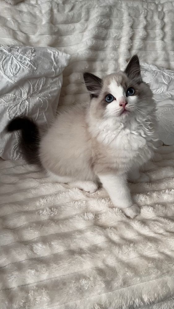 Ragdoll sliczny kocurek