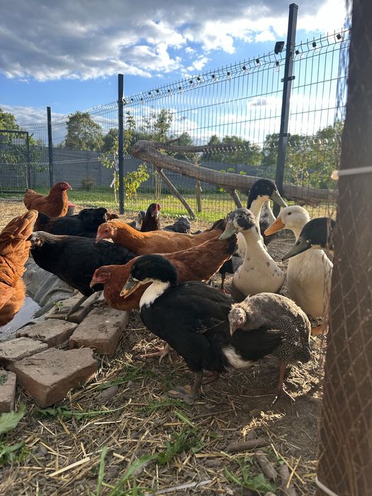 Kaczki żywe mięsne Pekin