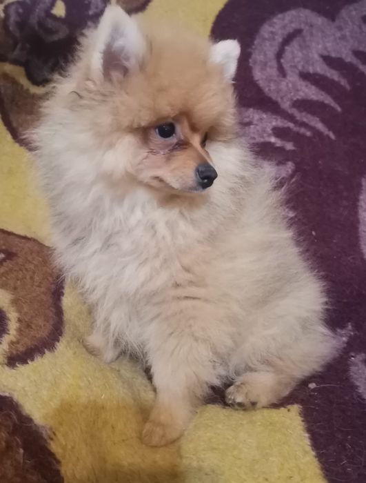 Померанский шпиц