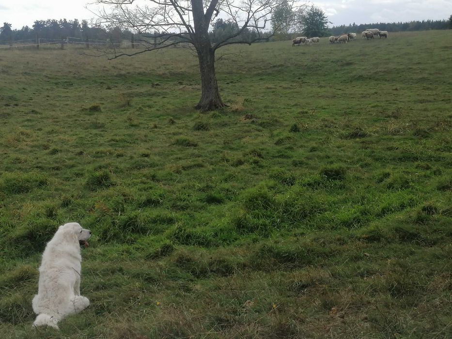 Owce kamienieckie czarnogłówka suffolk