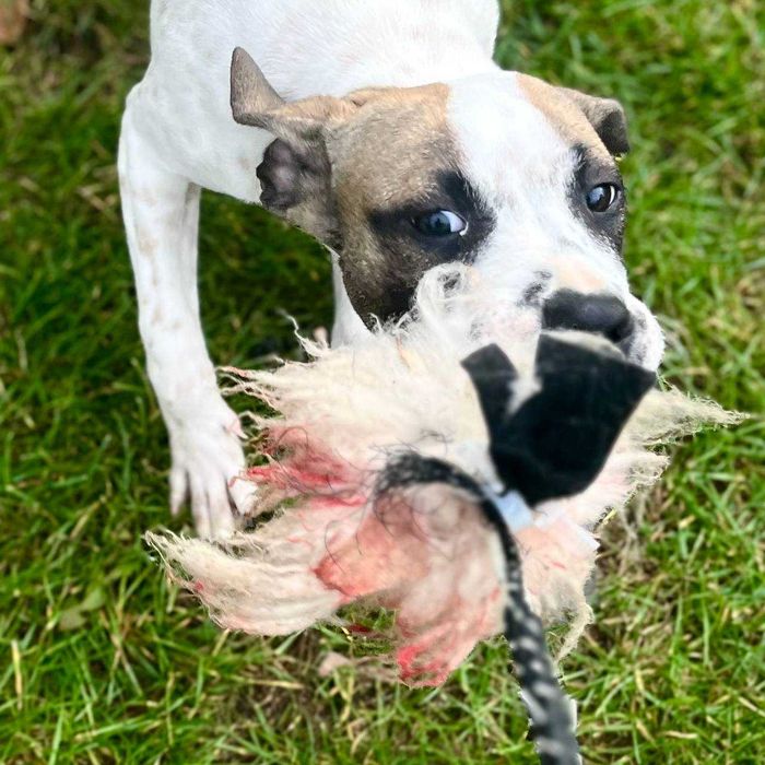 Pit Bull , niespotykane umaszczenie , amerykańska krew