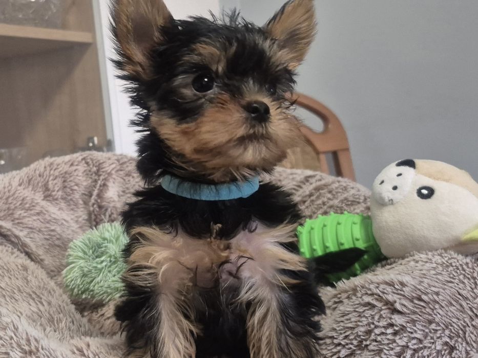 Yorkschire Terrier