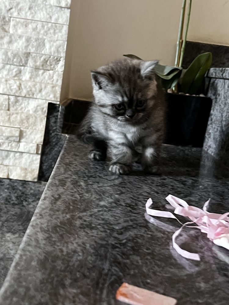 Kotka dymna whiskas brytyjska