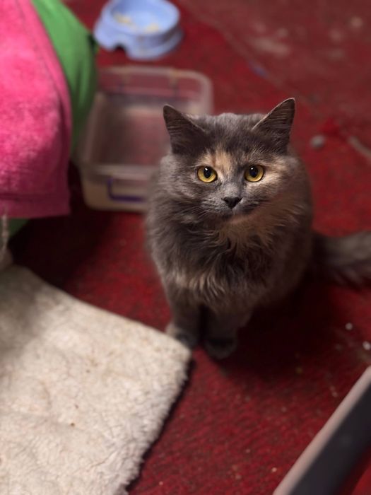 Неповторна Соня шукає дім