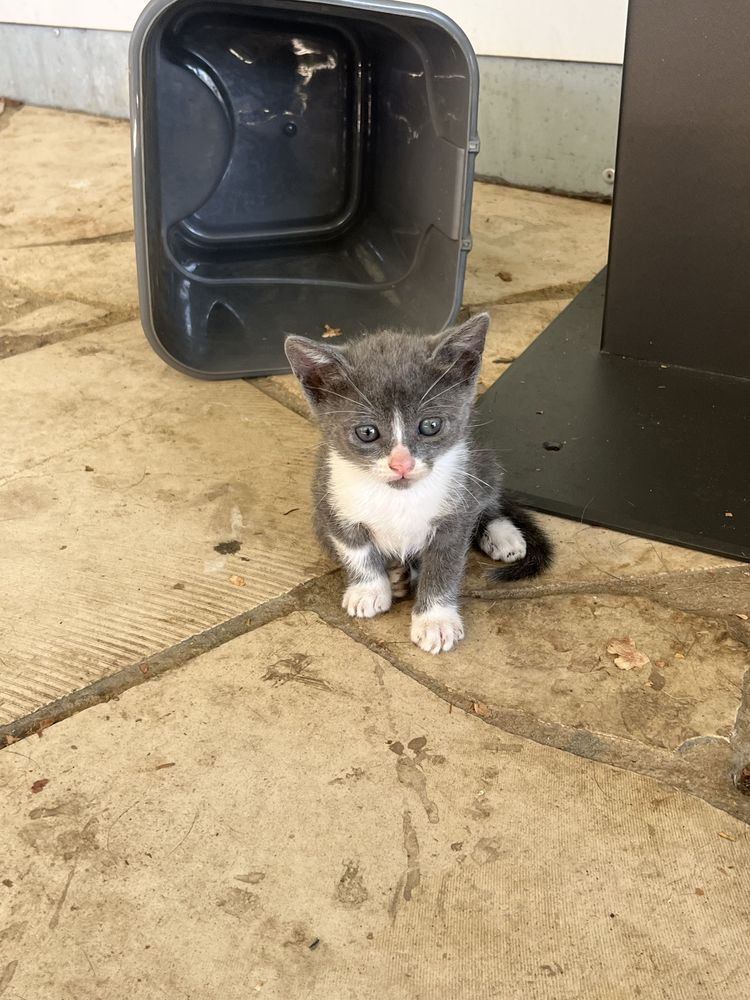 Gatinhos para dar