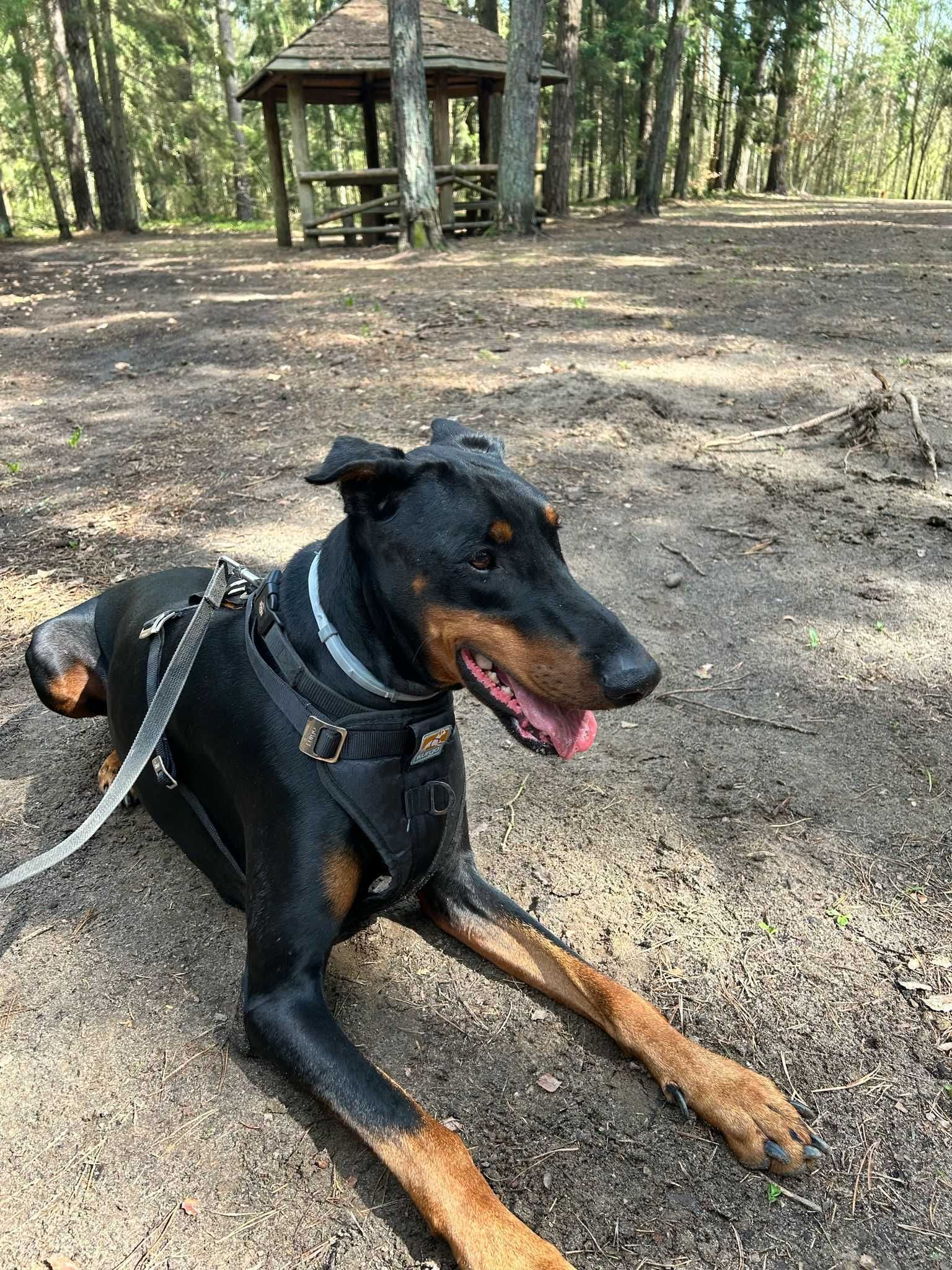 Unter - przyjazny doberman do ludzi, ale nie do innych psów