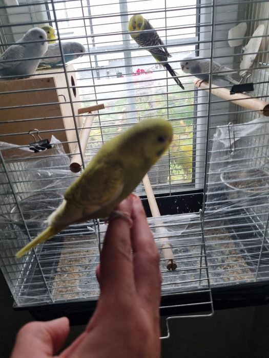 Papugi faliste młode