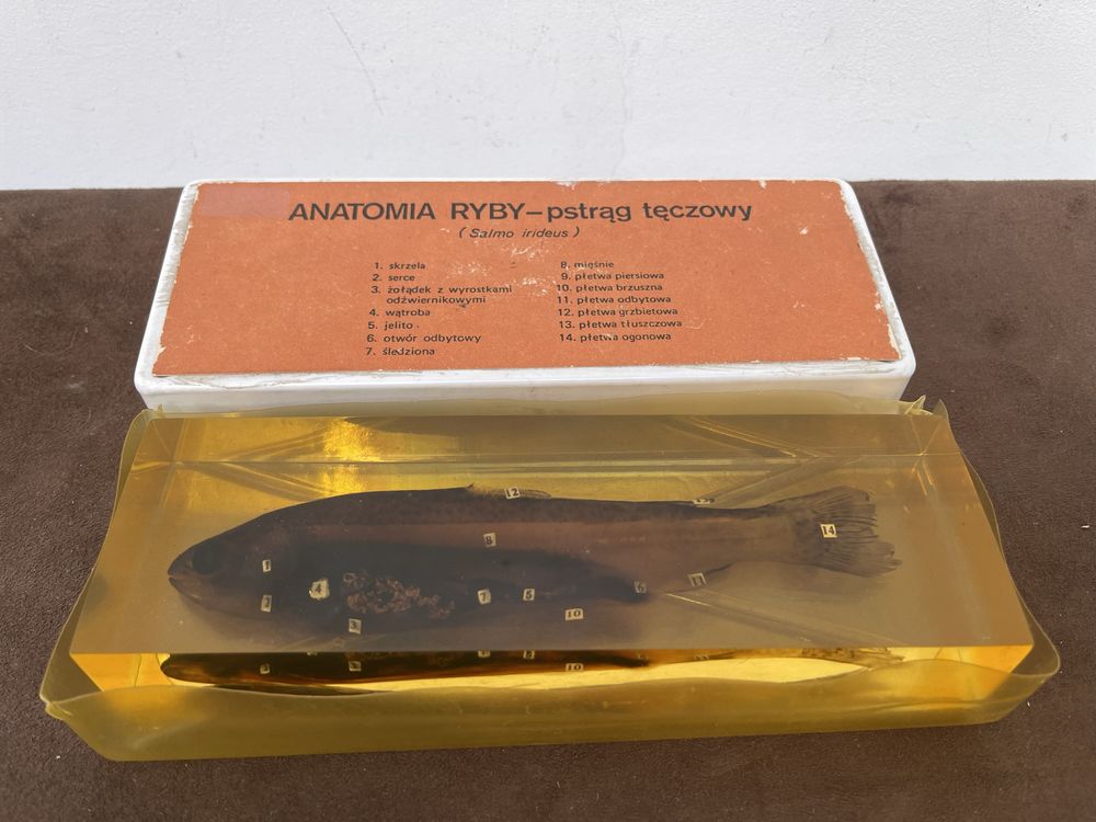 Pstrąg Anatomia Ryby Stary Przycisk do Papieru z Opakowaniem z Prl