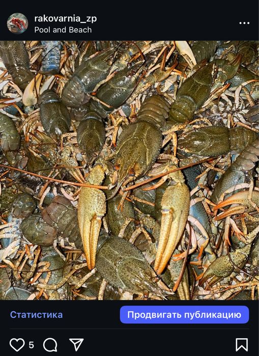 Раки живі/варені