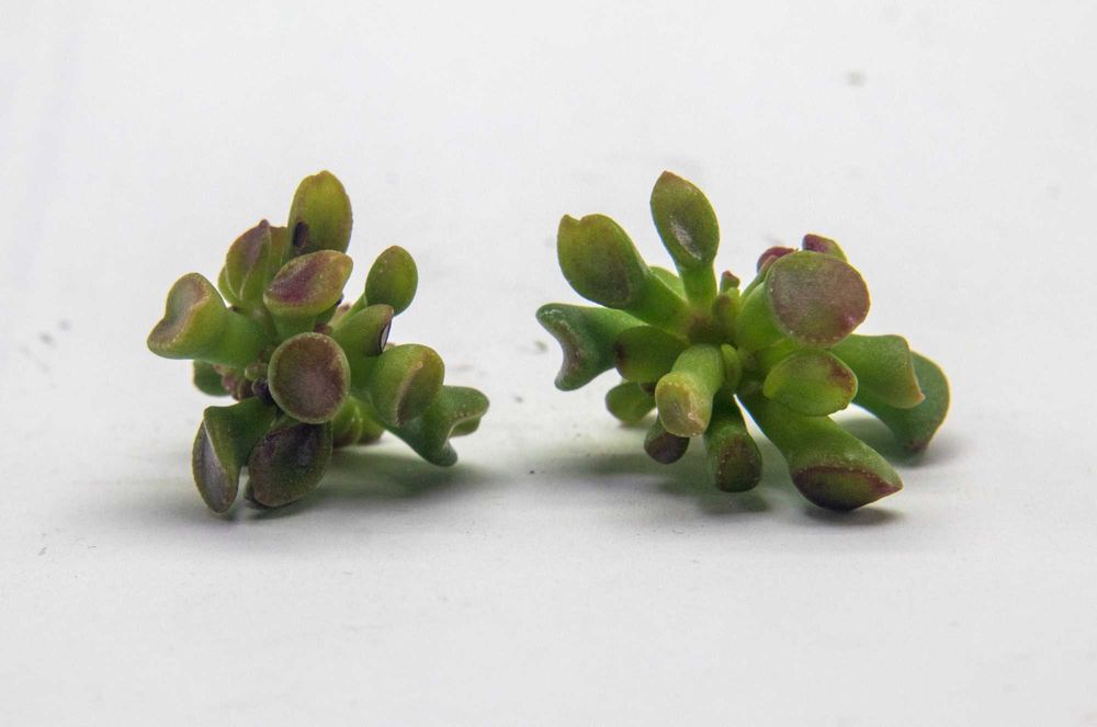 Красула Gimli. Денежное дерево Гимли. Толстянка