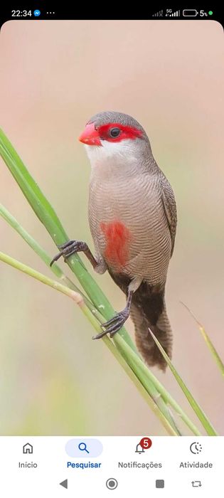 Pássaros de fauna europeia criados em ambientes naturais
