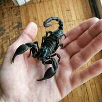Скорпион гетерометрус не опасен для человека крупный