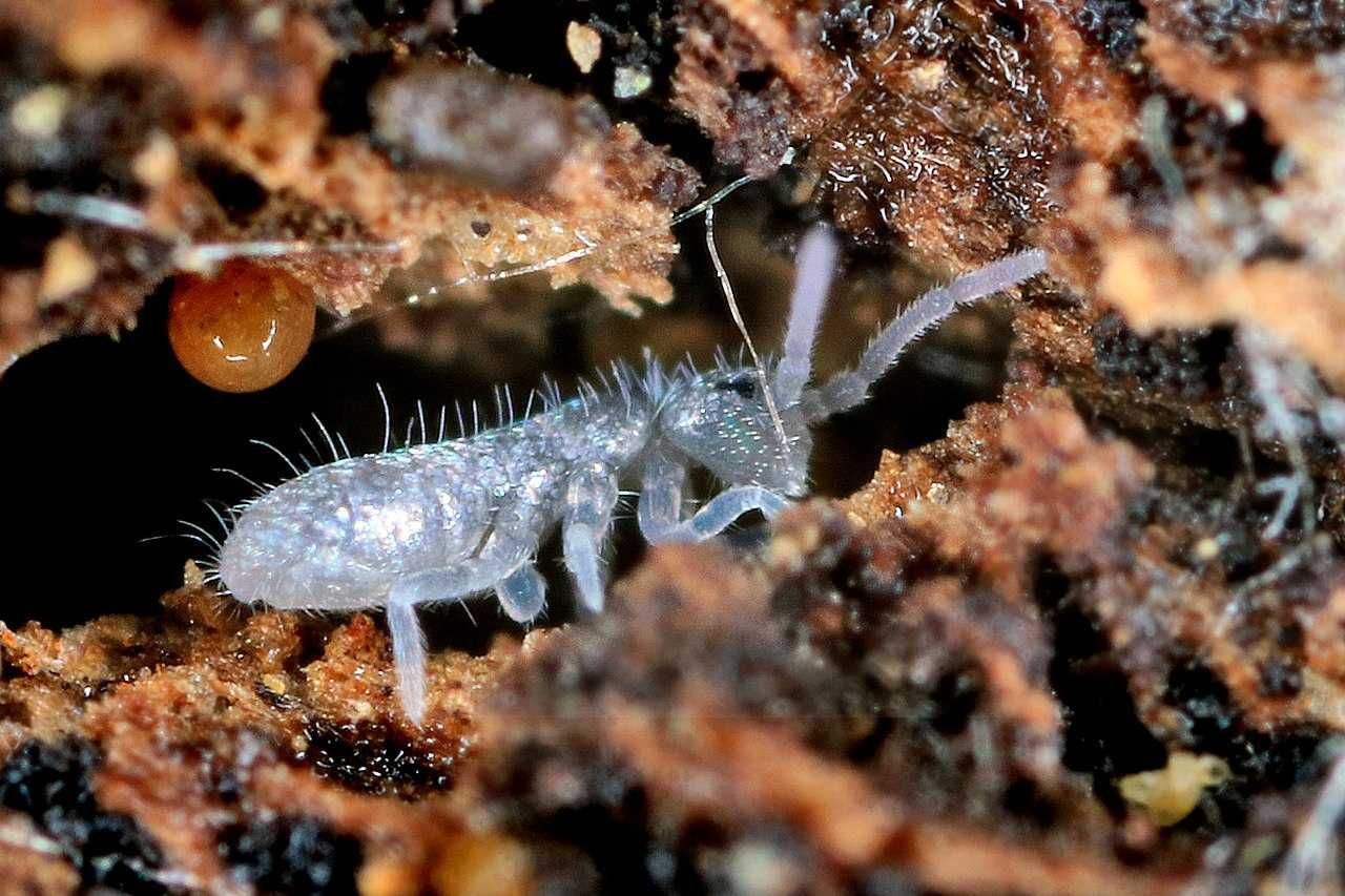 Alimento vivo Colembolo Folsomia candida Springtail Podura Seira sp