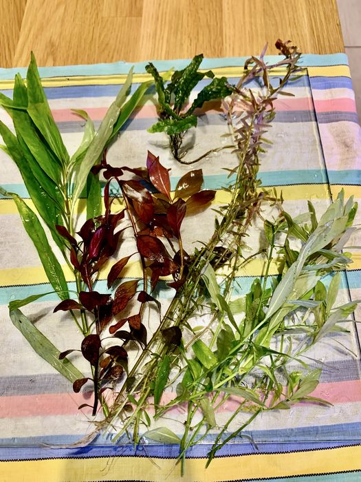 Roślinki akwariowe -zestaw cztetech roślin