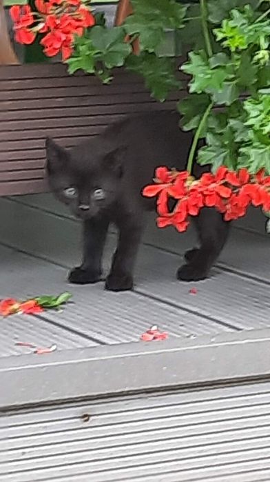 Czarna koteczka do oddania