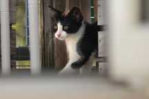 Adopcja 2,5 miesięcznych kotów