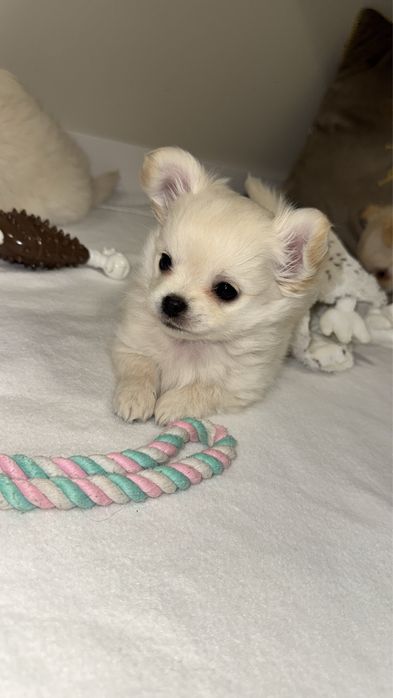 Piesek chiuhuahua zkwp