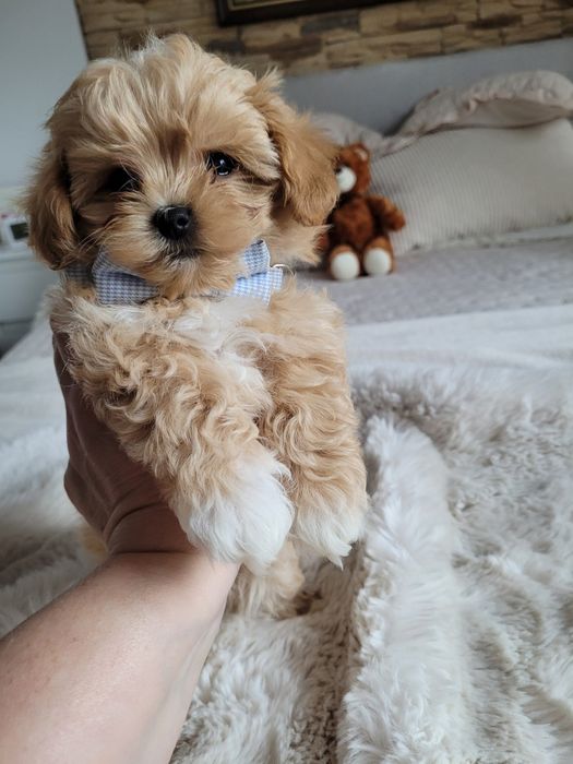 Uroczy MINI szczeniak maltipoo maltanczyk pudel toy