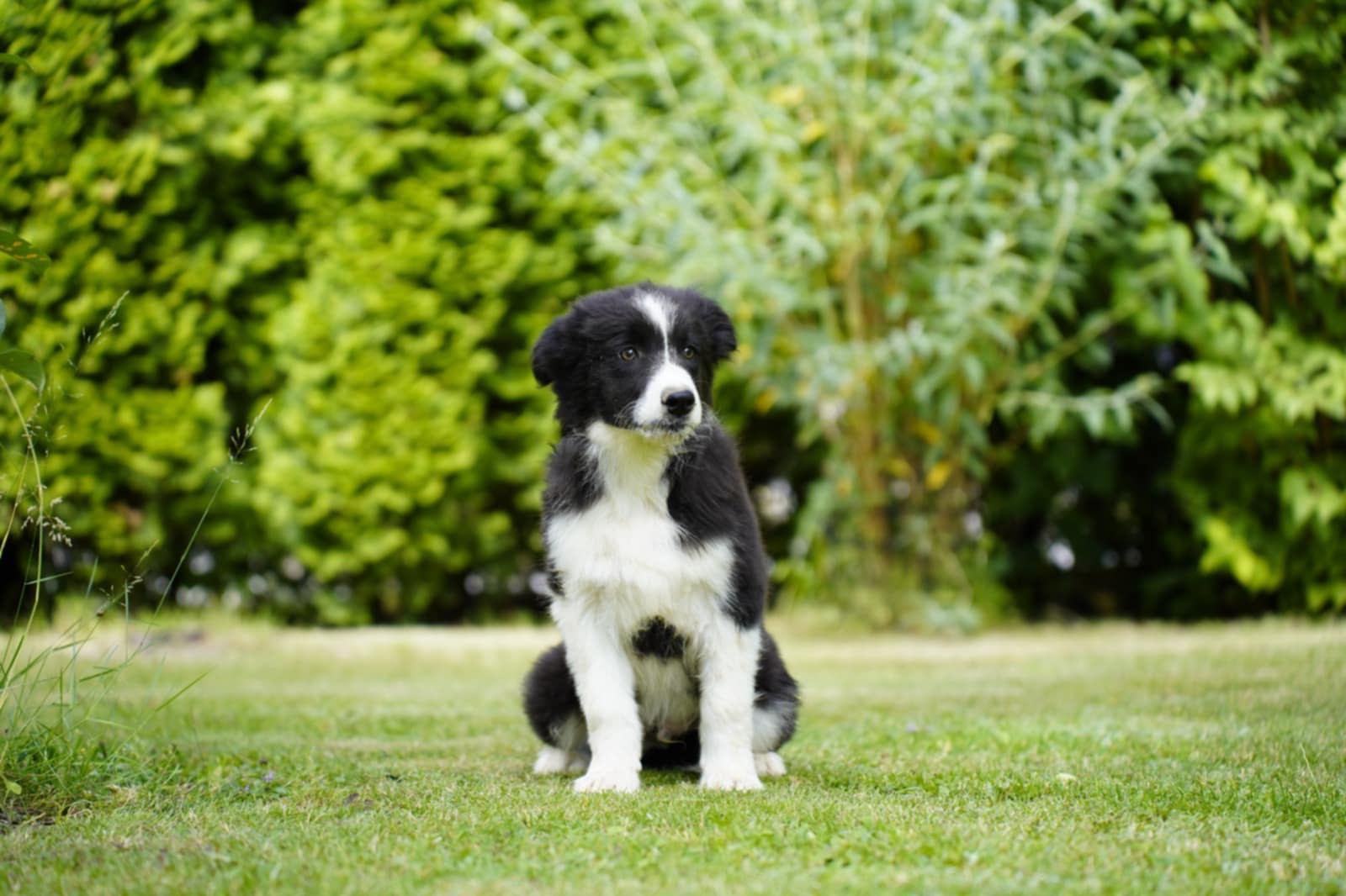 Border Collie – szczenię z hodowli Szalone Urwisy FCI czeka na Ciebie!