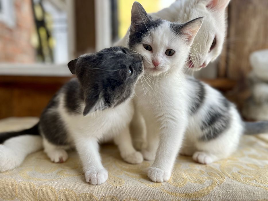 Кошенята у добрі руки