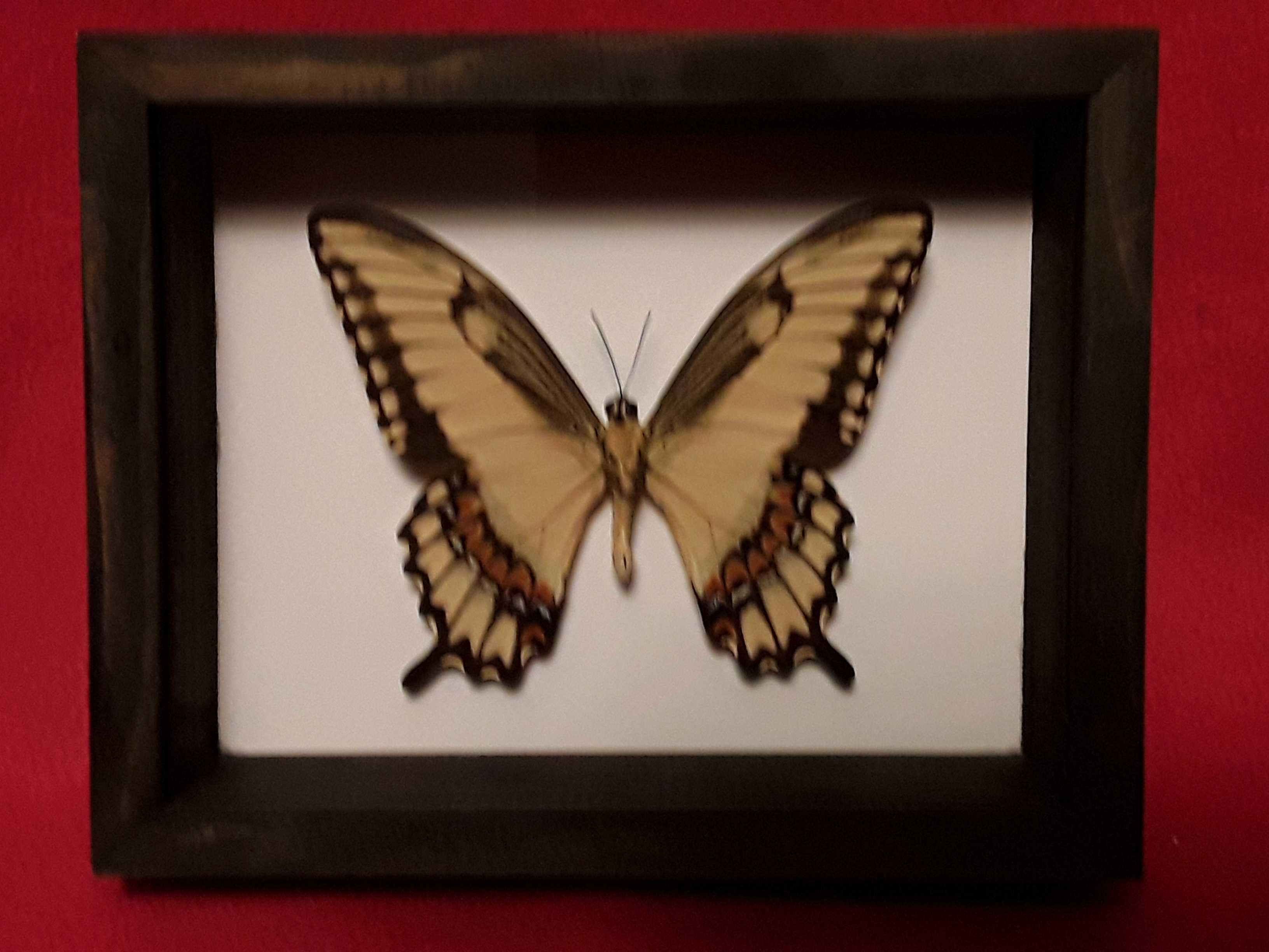 Motyl w ramce 15 x 12 cm. Papilio astyalus - 95 mm