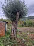 Oliveiras adultas