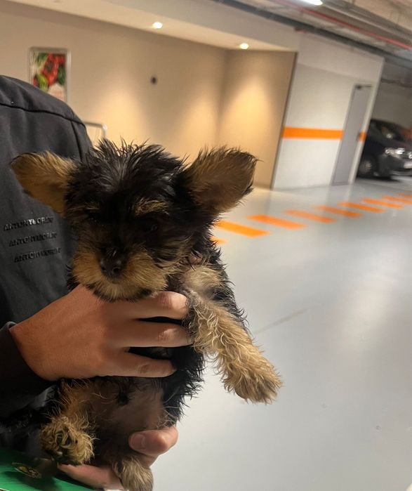 Yorshire disponível