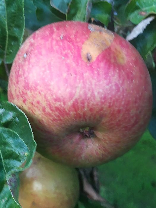 Sad u Bartka zaprasza po pyszne jabłka Koksa Pomarańczowa