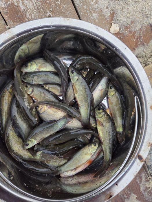 Lin narybek  10 zł sztuka